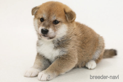 成約済の神奈川県の柴犬-382704の1枚目